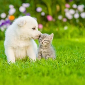 Pet